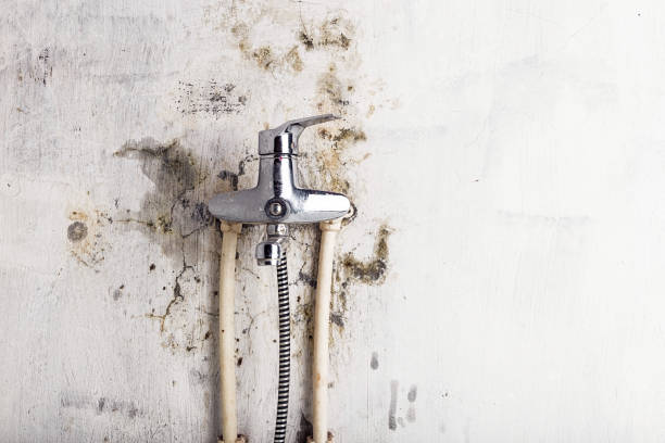 Best Emergency Mold Removal  in Lake Junaluska, NC