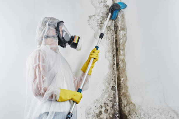 Mold Removal and Inspection in Lake Junaluska, NC
