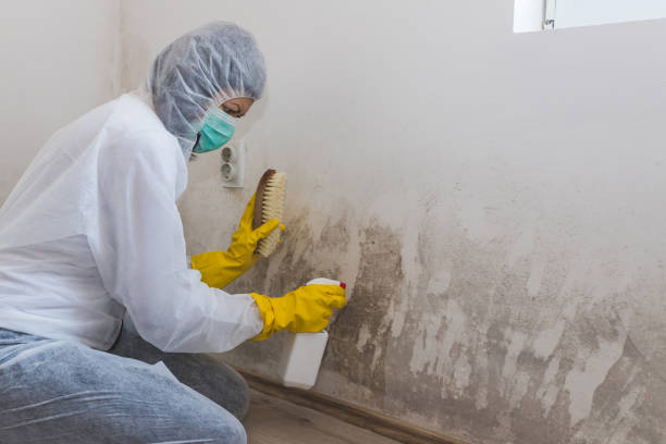Best Certified Mold Removal  in Lake Junaluska, NC
