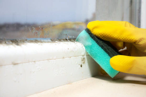 Best Mold Removal and Inspection  in Lake Junaluska, NC