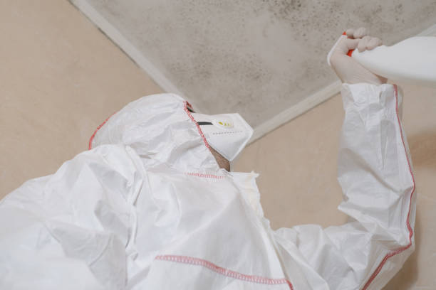 Best Fast Mold Removal  in Lake Junaluska, NC