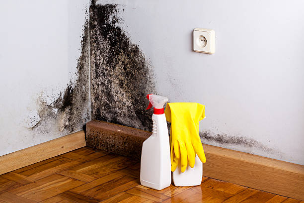 Best Mold Damage Repair  in Lake Junaluska, NC